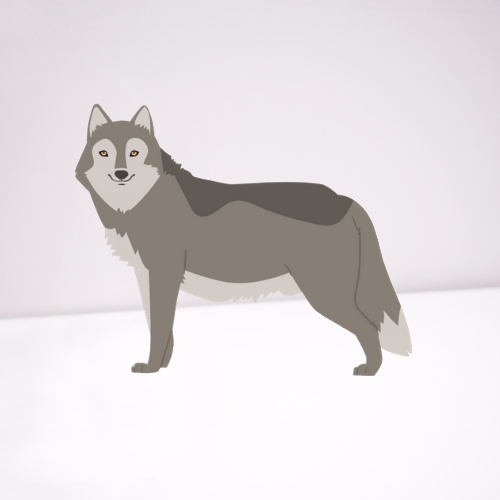 grey wolf on white background