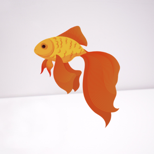 koi goldfish on white background