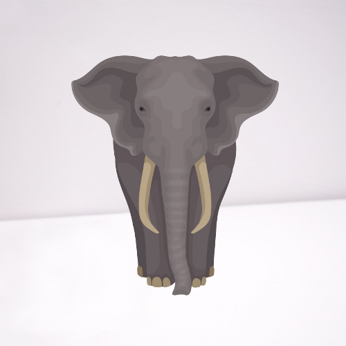 elephant with tusks standing on a white background