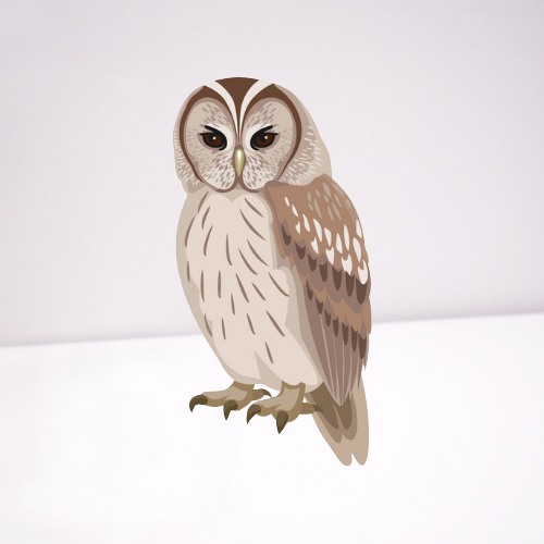 brown barn owl on white background
