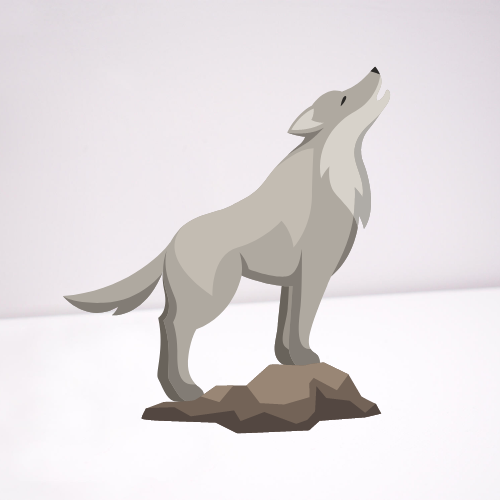 Grey wolf on white background