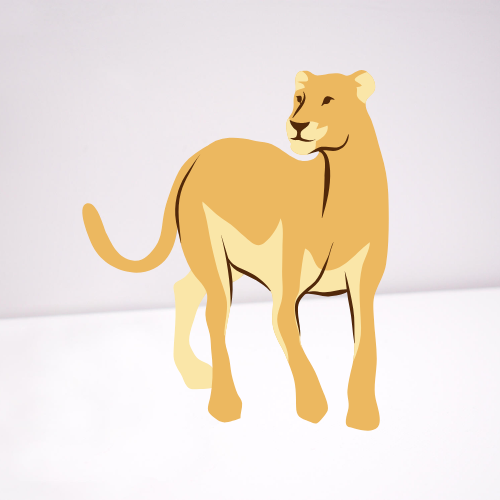 lioness on white background