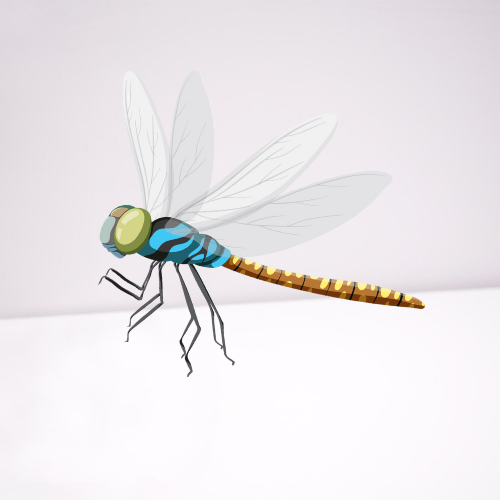 dragonfly on white background